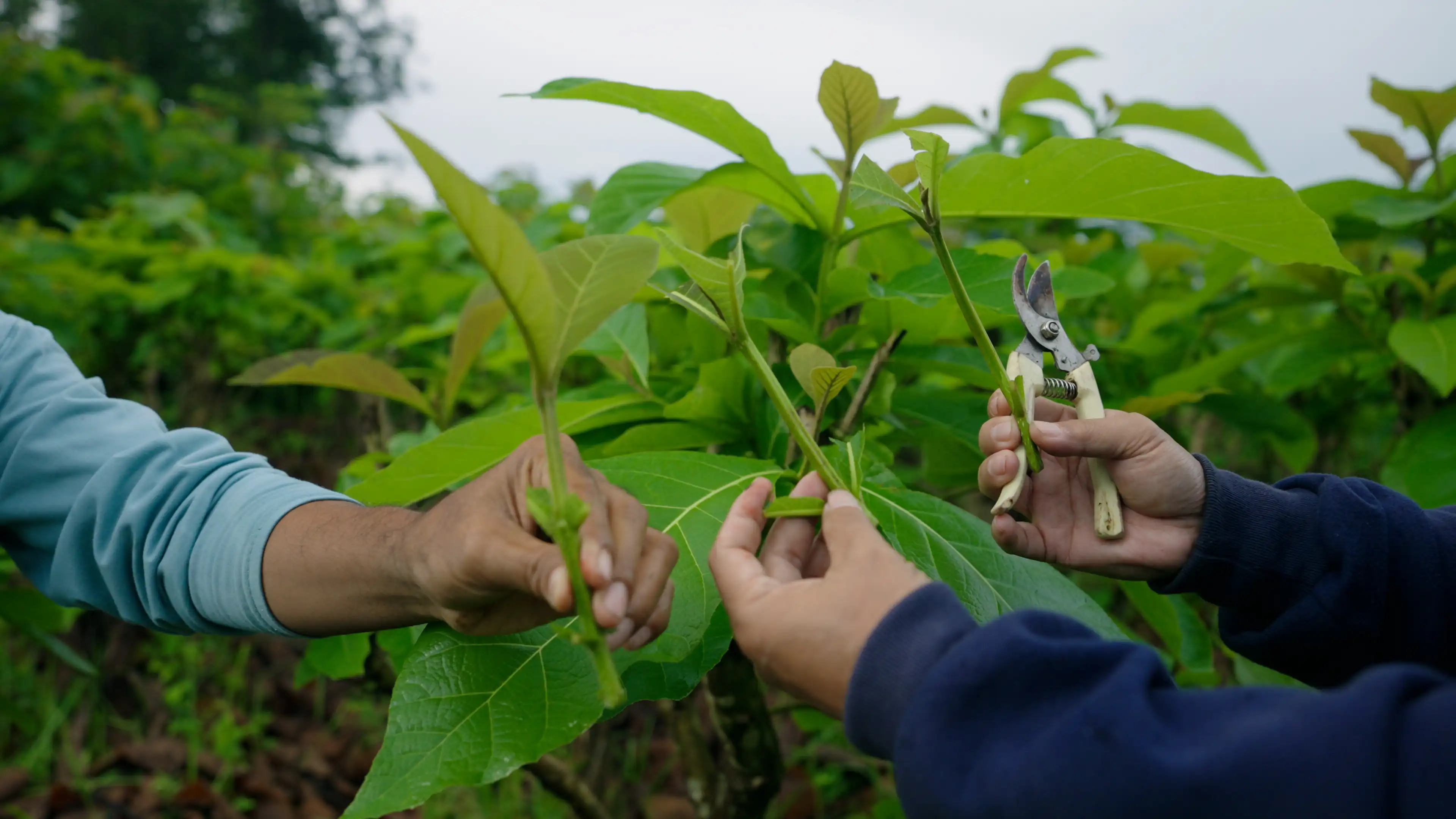 Continuous Innovation